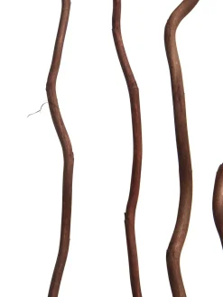 Kuwastäbe Trockenblume, Dunkelbraun