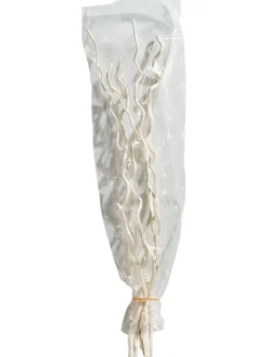 Kuwastäbe Trockenblume, Weiss