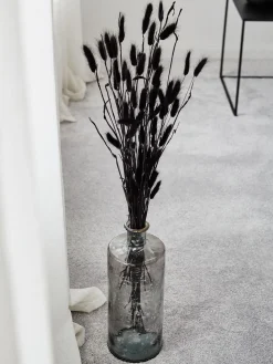 Lagurus Trockenblume, Schwarz