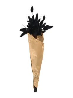 Lagurus Trockenblume, Schwarz