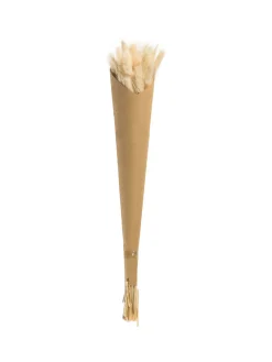 Lagurus Trockenblume, Weiss