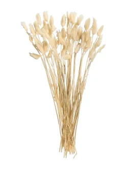 Lagurus Trockenblume, Weiss