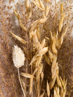 Lytra Trockenblume, Natur/Beige