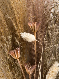 Lytra Trockenblume, Provence