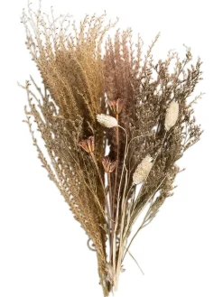 Lytra Trockenblume, Provence
