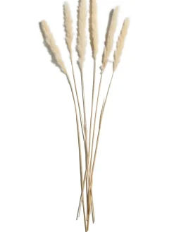Pampasgrasbündel 6er Trockenblume, Weiss