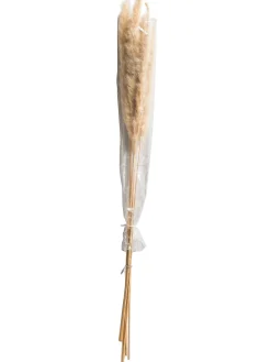 Pampasgrasbündel 6er Trockenblume, Gold