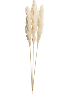 Pampasgrasbündel 3er Trockenblume, Weiss