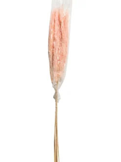 Pampasgrasbündel 6er Trockenblume, Pink
