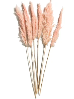 Pampasgrasbündel 6er Trockenblume, Pink