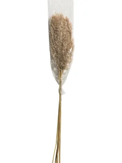 Pampasgrasbündel 6er Trockenblume, Natur