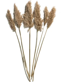 Pampasgrasbündel 6er Trockenblume, Natur