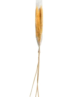 Pampasgrasbündel 3er Trockenblume, Gold
