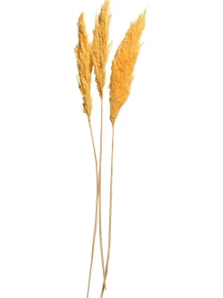 Pampasgrasbündel 3er Trockenblume, Gold