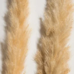 Pampasgrasbündel 6er Trockenblume, Creme