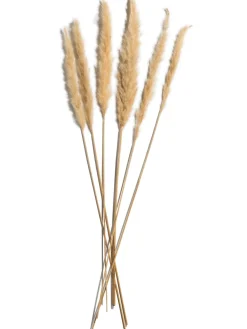 Pampasgrasbündel 6er Trockenblume, Creme