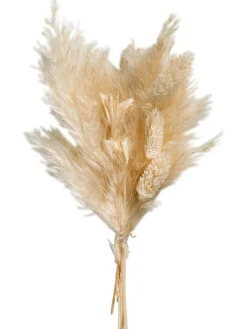 Pampi Trockenblume, Beige