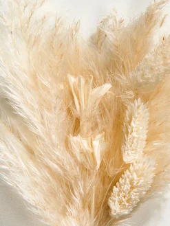 Pampi Trockenblume, Beige