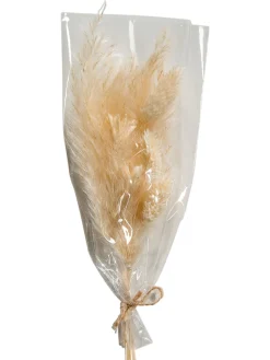 Pampi Trockenblume, Beige