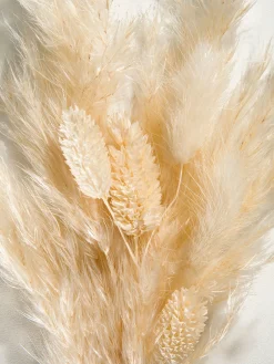 Pampi Trockenblume, Creme