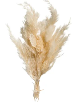 Pampi Trockenblume, Creme