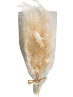 Pampi Trockenblume, Creme