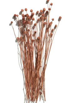 Phalaris Trockenblume, Autumn Red