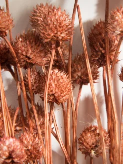 Phalaris Trockenblume, Autumn Red