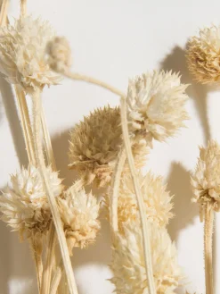 Phalaris Trockenblume, Weiss