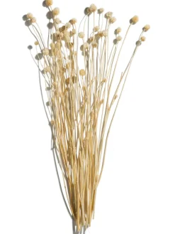 Phalaris Trockenblume, Weiss