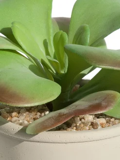 Sukkulente Thea Aeonium Kunstblume, Grün