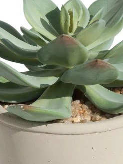 Sukkulente Thea Echeveria Kunstblume, Grün