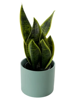 Vedras Pflanztopf, Peacock Green