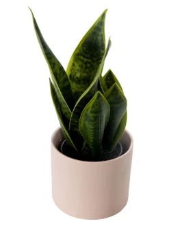 Vedras Pflanztopf, Soft Pink